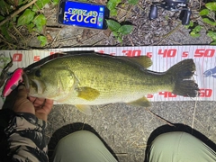 ブラックバスの釣果