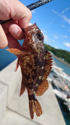 カサゴの釣果