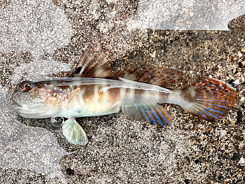 イトヒキハゼの釣果