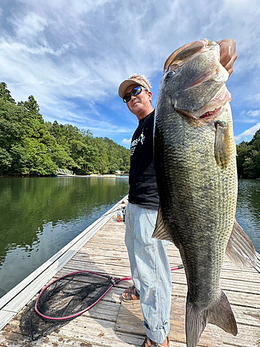 ブラックバスの釣果