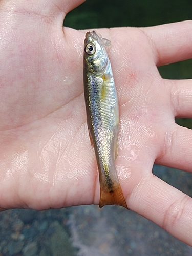 アブラハヤの釣果