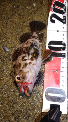 オウゴンムラソイの釣果