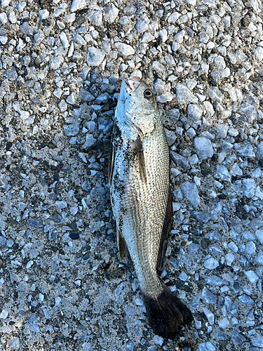 キスの釣果