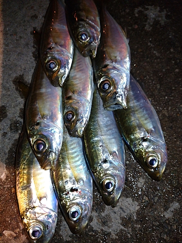 アジの釣果