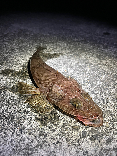 マゴチの釣果