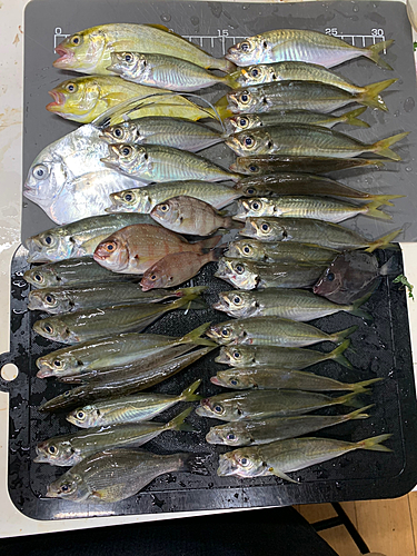 ショゴの釣果