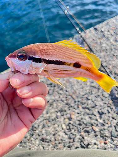 ヨコスジフエダイの釣果