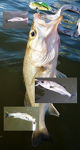 シーバスの釣果