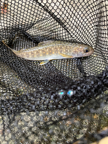 イワナの釣果