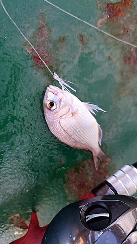 タイの釣果