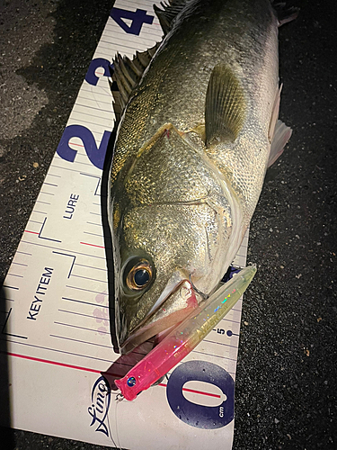 シーバスの釣果