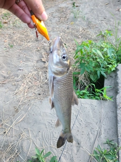 ニゴイの釣果