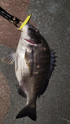 クロダイの釣果