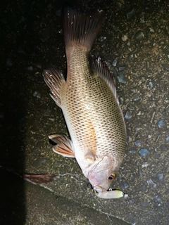 ゴマフエダイの釣果