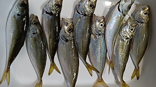 アジの釣果