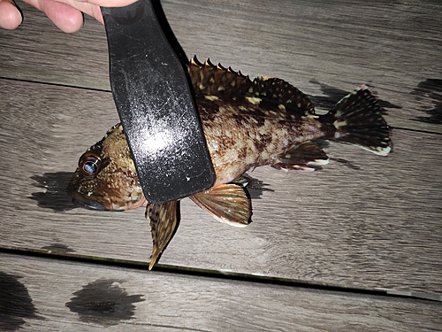 アラカブの釣果