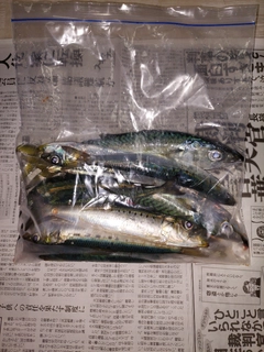 イワシの釣果