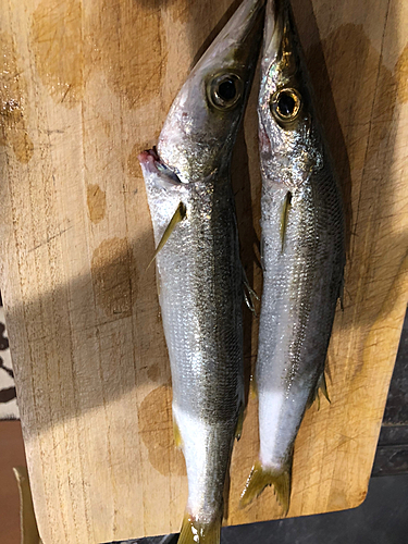 アカカマスの釣果