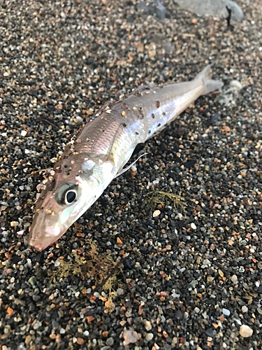 キスの釣果