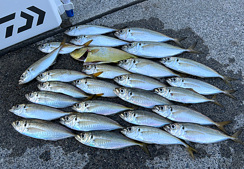 マアジの釣果