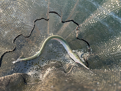 ダツの釣果