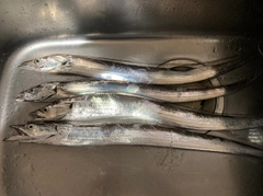 タチウオの釣果