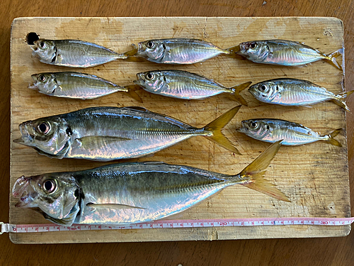 アジの釣果