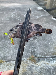 オウゴンムラソイの釣果