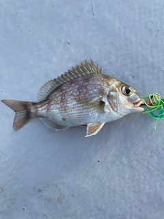 チャリコの釣果