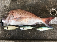 マダイの釣果