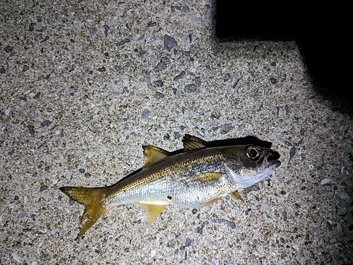 クロムツの釣果