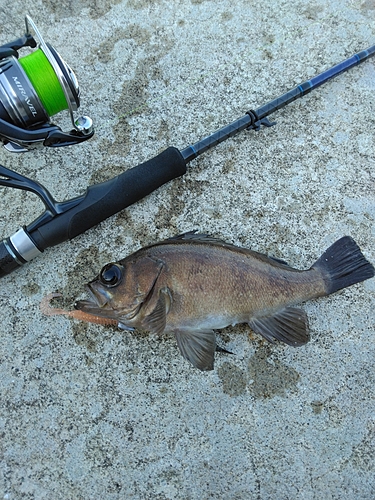 クロメバルの釣果