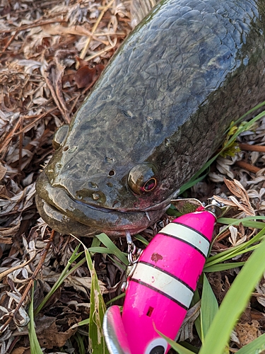 ライギョの釣果