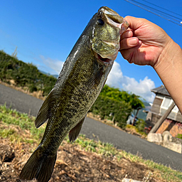 ブラックバス