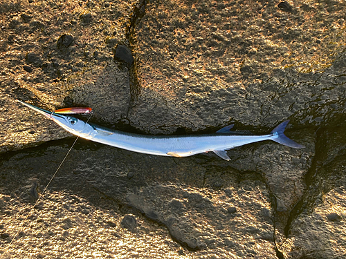 ダツの釣果