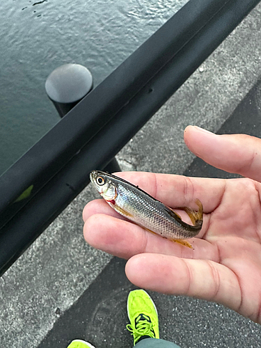 オイカワの釣果