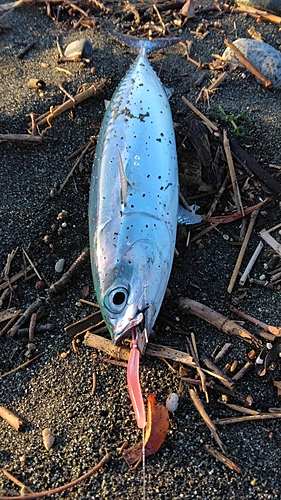 マルソウダの釣果