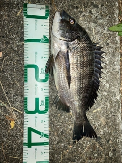 クロダイの釣果