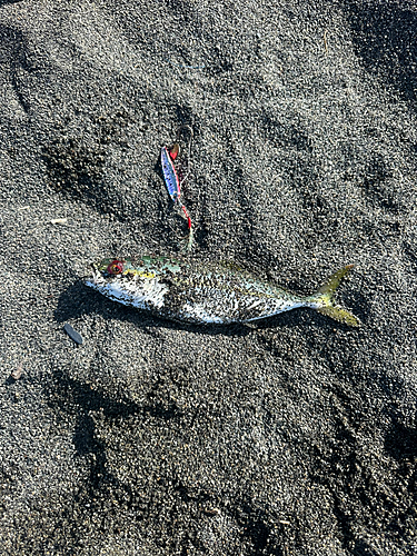 ワカシの釣果