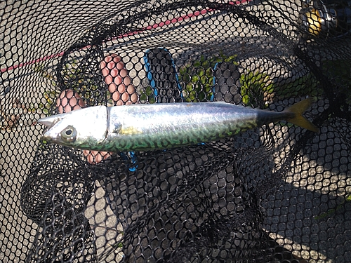 マサバの釣果