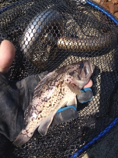 クロソイの釣果