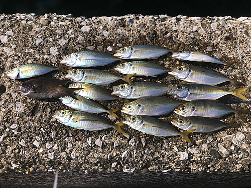 アジの釣果