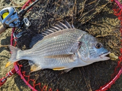 キチヌの釣果