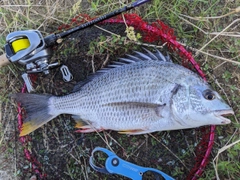 キチヌの釣果