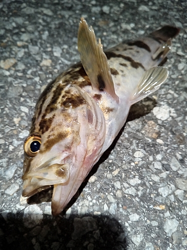 タケノコメバルの釣果