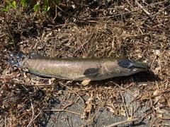 ライギョの釣果