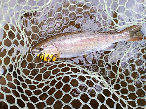 ヤマメの釣果