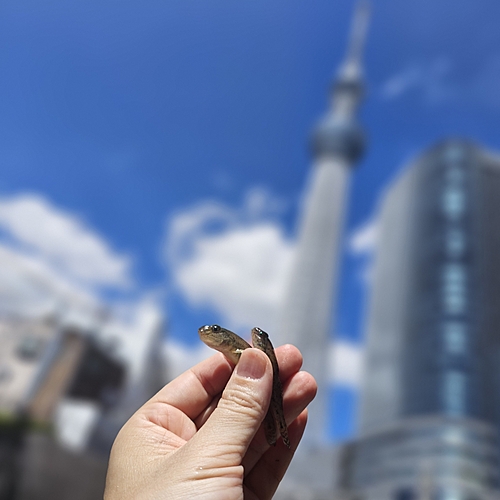 マハゼの釣果