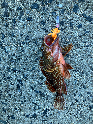 カサゴの釣果