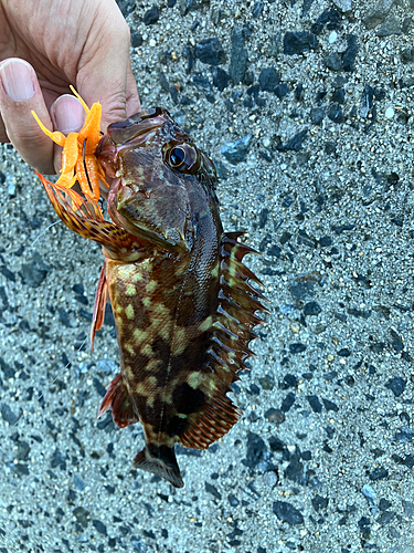 カサゴの釣果